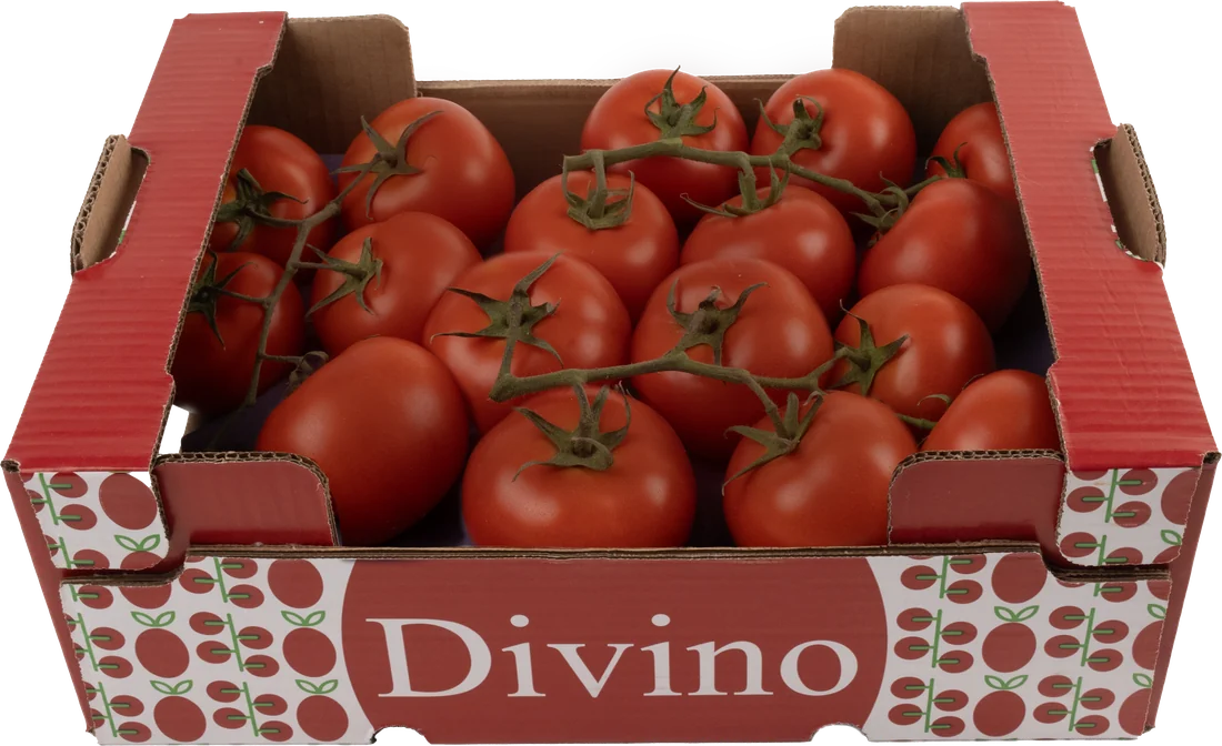 Tomate en rama