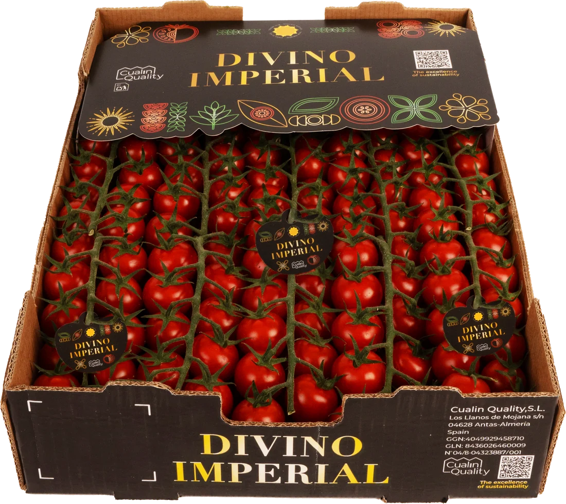Tomate cherry en rama