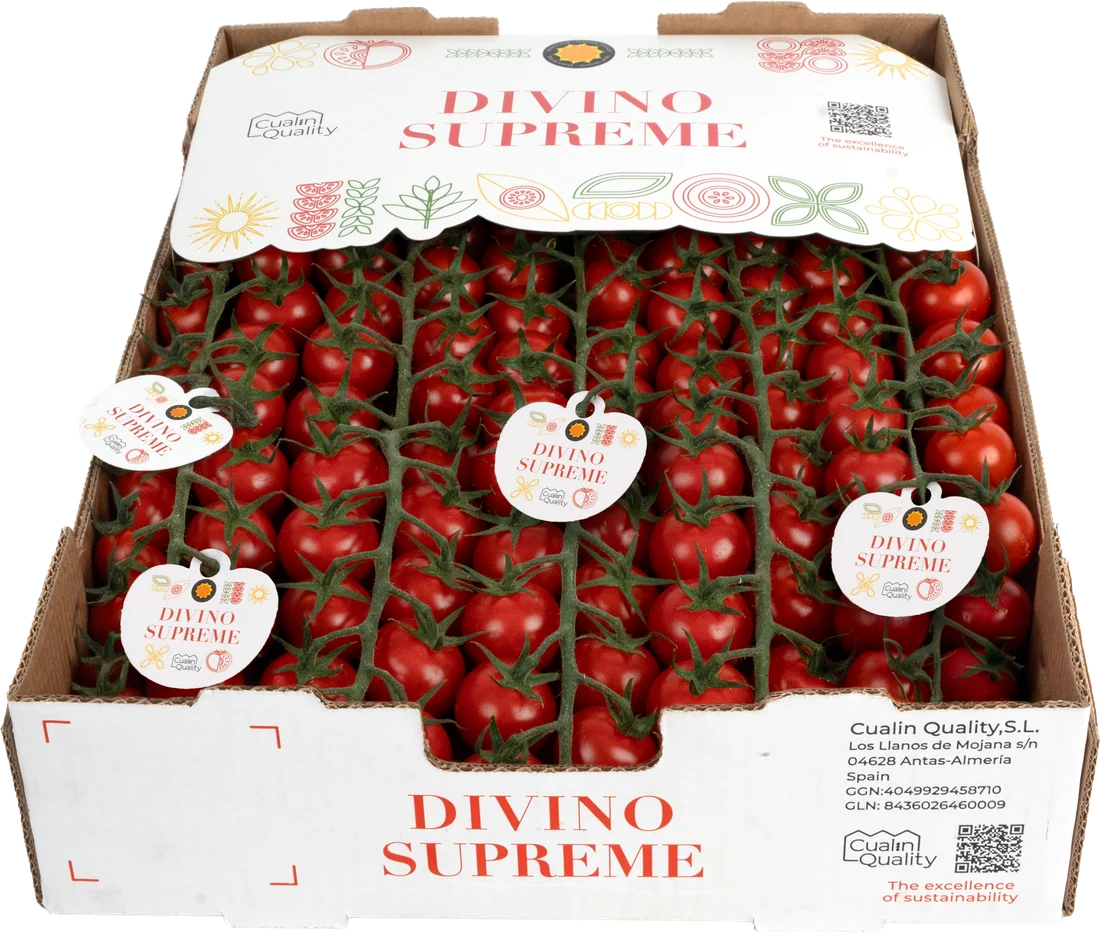 Tomate cherry en rama